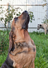 Dog breed bloodhound portrait on nature
