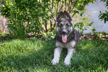 East European shepherd puppy on the  meadow