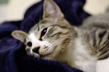 子猫 猫 ペット かわいい 癒し 飼育