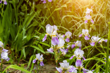 Bright purple, white, blue and violet blooming Iris xiphium (Bulbous iris, sibirica) on green leaves ang grass background in the garden in spring and summer.