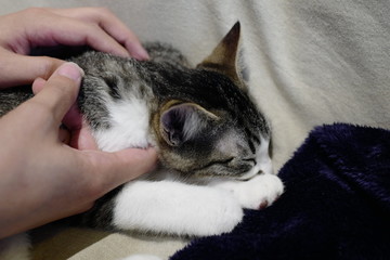 猫 子猫 寝る ペット かわいい 飼育