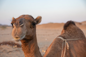 A group of Arab camels in the barn Saudi Arabia