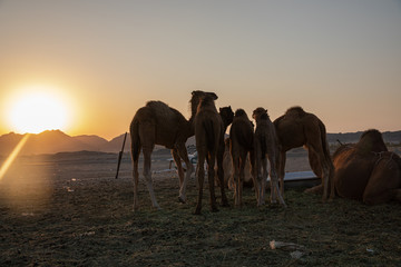 Fototapeta na wymiar A group of Arab camels in the barn Saudi Arabia