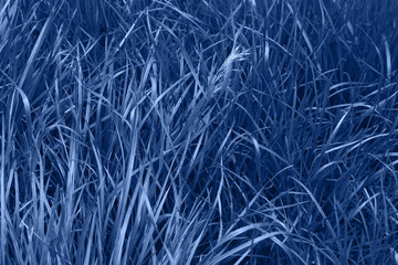 Grass with rain drops.