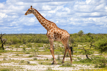 Giraffe