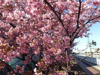 運場沿いの河津桜