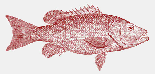 Mangrove snapper lutjanus griseus, food fish from the Atlantic Ocean in side view © M