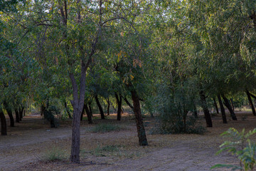 a beautiful forest in Jeddah, Saudi Arabia