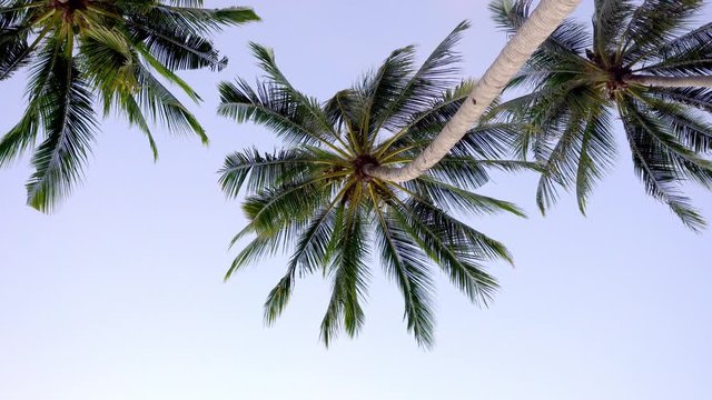 bottom view of two palm trees against a blue sky