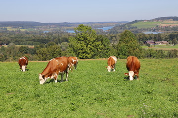 Fototapeta na wymiar Cattle grazing on a meadow at Waginger See