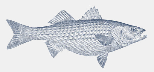 Striped bass morone saxatilis, marine fish from the Atlantic coast of North America - obrazy, fototapety, plakaty