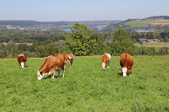 Cattle grazing on a meadow at Waginger See