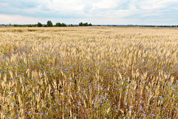 Rye field with blue cornflowers on countryside against the background of a cloudy sky