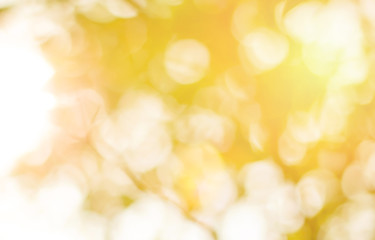 Green leaf background Blurred leaves, circular bokeh, abstract from beautiful leaves, green nature concepts and for design images and computer screens.