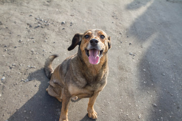 Cute brown dog looking happy