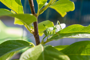 Grasshopper on a leaf of magnolia plant