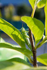 Grasshopper on a leaf of magnolia plant