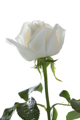 Close up ,white rose with water drops on petals