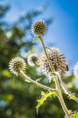 Globe Thistle plant in the summer in close up