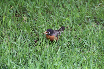 Robin Eating Worm, U of A Botanic Gardens, Devon, Alberta
