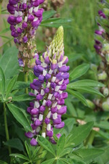 Obraz premium Lupine In Bloom, U of A Botanic Gardens, Devon, Alberta