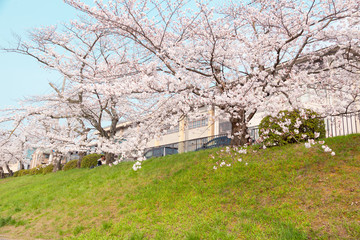 【京都】鴨川の桜