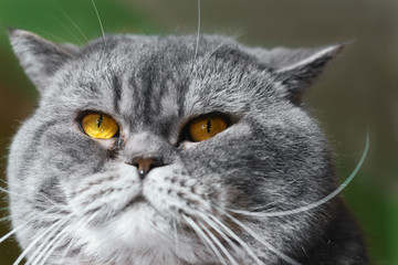 Close-up of gray British short hair cat with yellow orange eyes on green background.