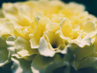closeup of yellow flower