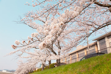 【京都】鴨川の桜
