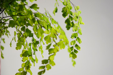 Green vegetation on a white background. Branchy plant with thin branches.  Home flower with small green leaves. Hanging thin twigs, spring plant.  Street, evergreen flower. Close up.