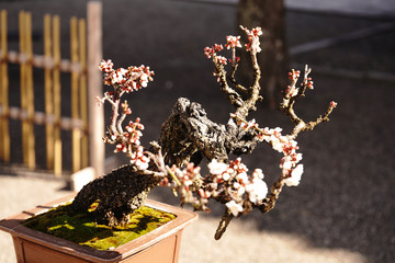 日本盆栽の美しい姿