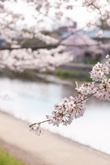 【京都】鴨川の桜