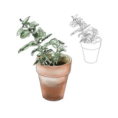 houseplant in a flower pot