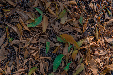 dried leaves in a garden