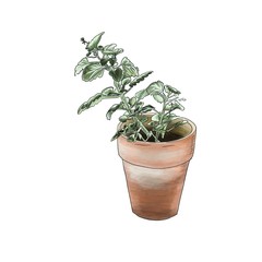 Obraz premium houseplant in a flower pot