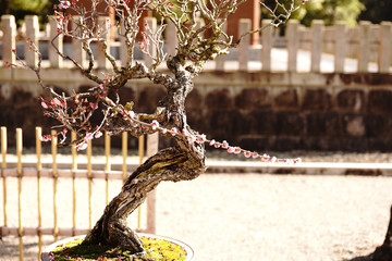 日本盆栽の美しい姿