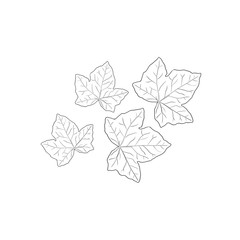 illustration of an ivy twig on a white background