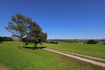 Trees and meadows characterize the landscape at Waginger See in Germany