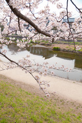 【京都】鴨川の桜