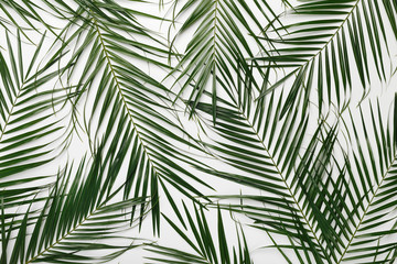 Tropical background with green natural monstera leaves