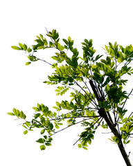 green tree branch isolated on white background