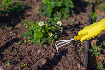 Hand in yellow gloves, loosened with small yellow hand rakes, soil near the strawberry bush in the garden