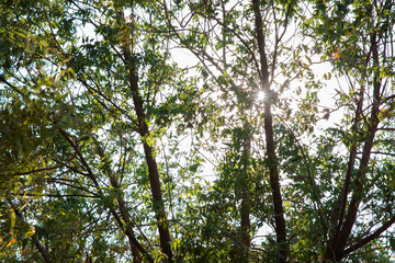 Fototapeta premium Green environment of large trees Jeddah, Saudi Arabia