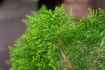 Arborvitae,Thuja occidentalis plant is green beside the house