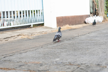 Pigeons walking on the street in front of the house.