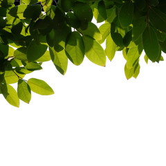 Fototapeta na wymiar green tree branch isolated on white background
