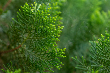Arborvitae,Thuja occidentalis plant is green beside the house