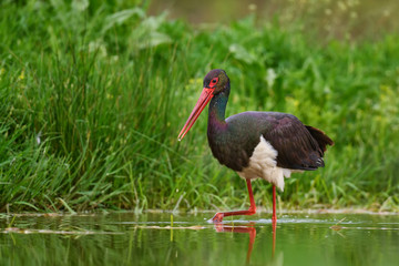 Black Stork - Ciconia nigra, beautiful iconic water bird from European fresh waters, Hortobagy, Hungary.