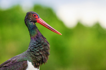 Black Stork - Ciconia nigra, beautiful iconic water bird from European fresh waters, Hortobagy, Hungary.