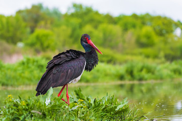 Black Stork - Ciconia nigra, beautiful iconic water bird from European fresh waters, Hortobagy, Hungary.